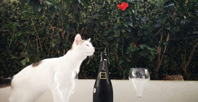 What is Cava? Here’s What You Need to Know